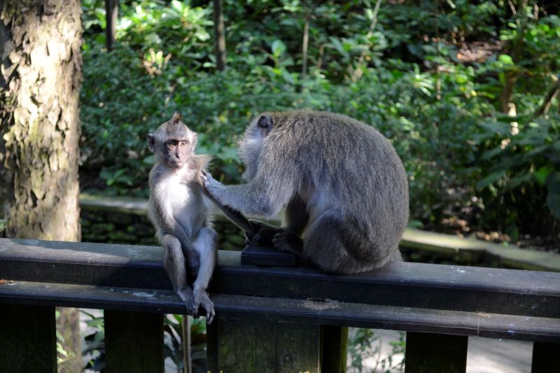 Zoomer sur l'image : forêt des singes d'Ubud
